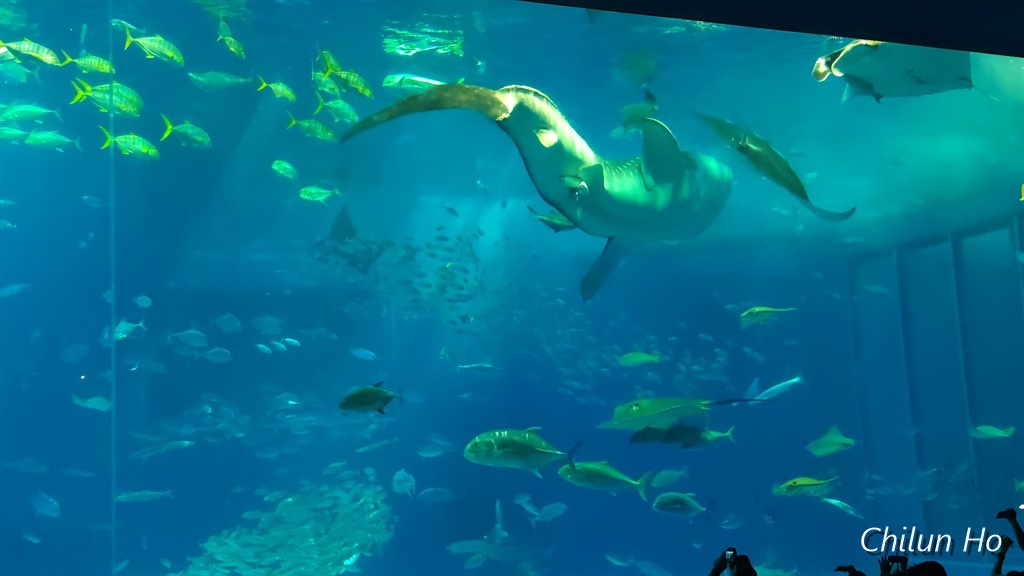 沖縄美ら海水族館